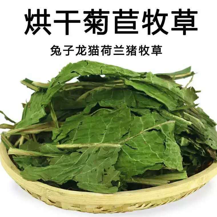 烘干菊苣牧草