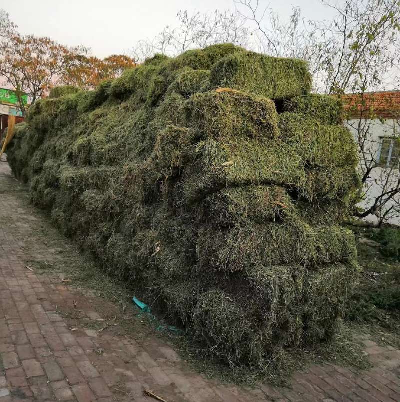 晒干苜蓿草