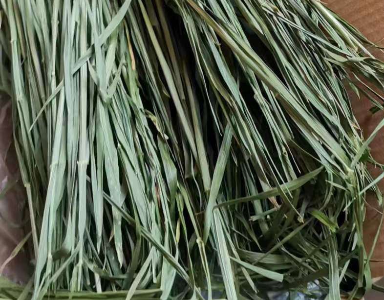 烘干小麦草