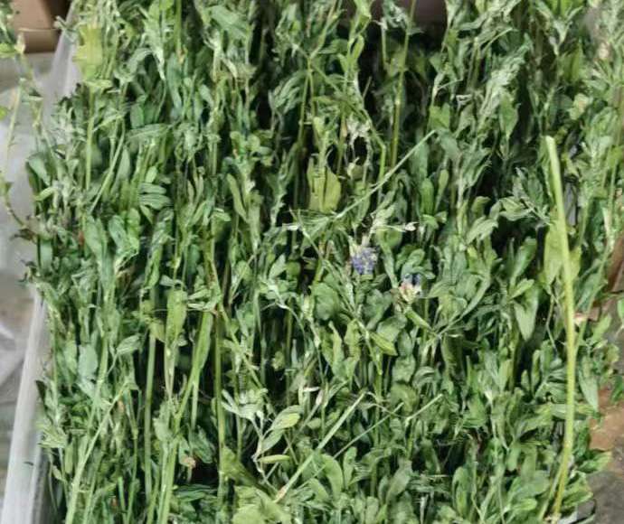 烘干苜蓿草