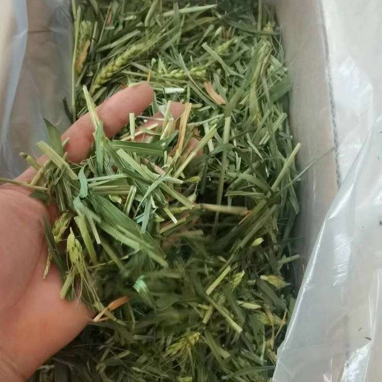 烘干小麦段